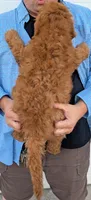 Mini Calvin, a male Miniature Goldendoodle for sale in Menomonee Falls, WI – 3 of 3