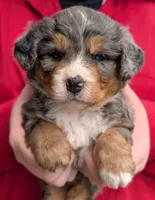 Mini Bexley, a female Miniature Bernedoodle for sale in Menomonee Falls, WI – 2 of 3