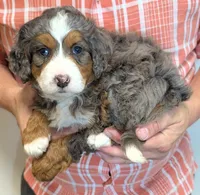 Mini Katie, a female Miniature Bernedoodle for sale in Menomonee Falls, WI – 2 of 3