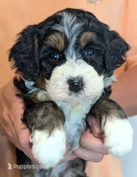 Mini Zaria – Miniature Bernedoodle puppy for sale in Menomonee Falls, WI
