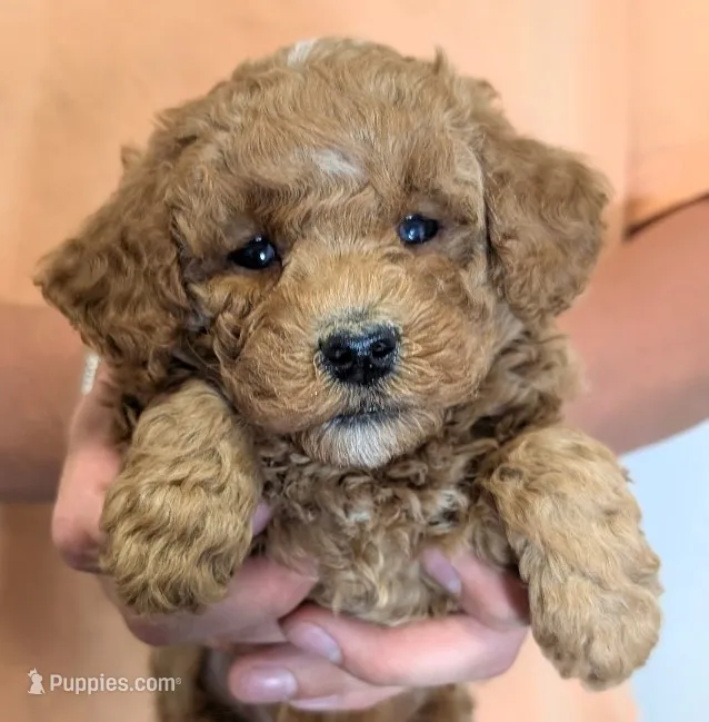 Petite mini Twilly – Miniature Goldendoodle puppy for sale in Menomonee Falls, WI