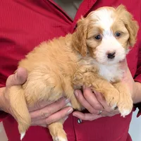 Mini Lyric, a female Miniature Bernedoodle for sale in Menomonee Falls, WI – 1 of 3