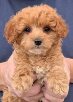 Teacup Amelia, a female Miniature Goldendoodle for sale in Menomonee Falls, WI – Photo 1 of 3