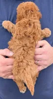 Teacup Amelia, a female Miniature Goldendoodle for sale in Menomonee Falls, WI – Photo 3 of 3