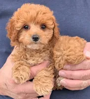 Teacup Amelia, a female Miniature Goldendoodle for sale in Menomonee Falls, WI – Photo 2 of 3