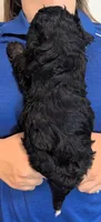 Petite mini Graham , a male Miniature Bernedoodle for sale in Menomonee Falls, WI – 3 of 3