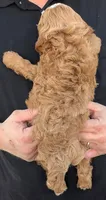 Petite mini Dutch, a male Miniature Goldendoodle for sale in Menomonee Falls, WI – 2 of 3