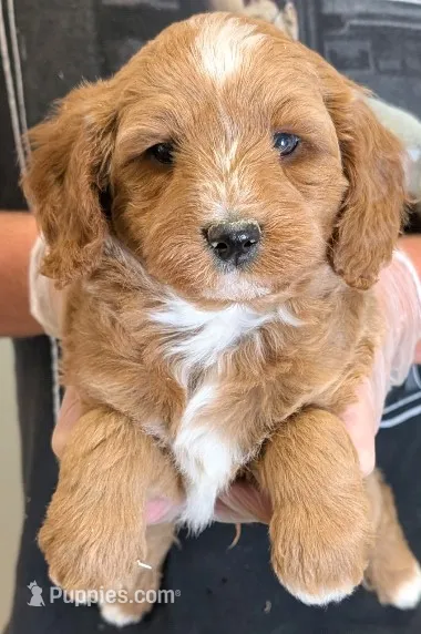 Petite mini Vincino – Miniature Goldendoodle puppy for sale in Menomonee Falls, WI