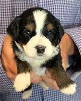 Mini Zeke, a male Miniature Bernedoodle for sale in Menomonee Falls, WI – 2 of 3