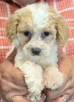 Teacup Rhea, a female Miniature Goldendoodle for sale in Menomonee Falls, WI – 2 of 3