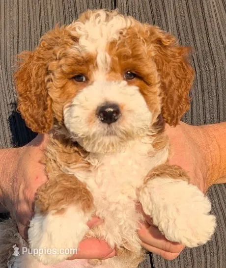 Mini Mikah – Miniature Goldendoodle puppy for sale in Menomonee Falls, WI
