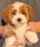Mini Mikah, a male Miniature Goldendoodle for sale in Menomonee Falls, WI – 1 of 3