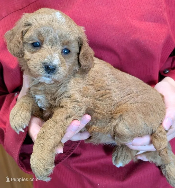 Teacup mini Scarlett – Miniature Goldendoodle puppy for sale in Menomonee Falls, WI