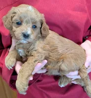 Teacup mini Scarlett, a female Miniature Goldendoodle for sale in Menomonee Falls, WI – 1 of 3