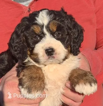 Mini Millie – Miniature Bernedoodle puppy for sale in Menomonee Falls, WI