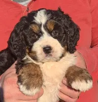 Mini Millie, a female Miniature Bernedoodle for sale in Menomonee Falls, WI – 1 of 3