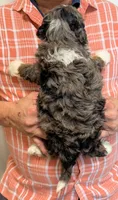 Mini Kimberly , a female Miniature Bernedoodle for sale in Menomonee Falls, WI – 2 of 3