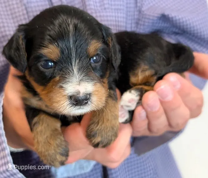 Mini Zayne – Miniature Bernedoodle puppy for sale in Menomonee Falls, WI