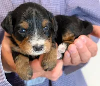 Mini Zayne, a male Miniature Bernedoodle for sale in Menomonee Falls, WI – 1 of 3