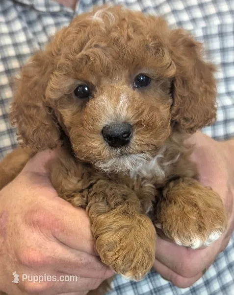 Petite Rio – Miniature Goldendoodle puppy for sale in Menomonee Falls, WI