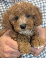 Petite Rio, a male Miniature Goldendoodle for sale in Menomonee Falls, WI – 1 of 3