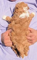 Mini Nora, a female Miniature Bernedoodle for sale in Menomonee Falls, WI – 3 of 3
