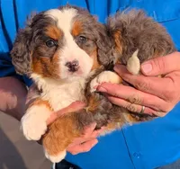 Mini Zane, a male Miniature Bernedoodle for sale in Menomonee Falls, WI – Photo 2 of 3