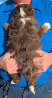 Mini Zane, a male Miniature Bernedoodle for sale in Menomonee Falls, WI – Photo 3 of 3