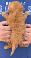 Teacup Donatello, a male Miniature Goldendoodle for sale in Menomonee Falls, WI – 3 of 3