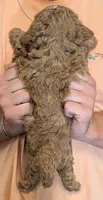Petite mini Twilly, a female Miniature Goldendoodle for sale in Menomonee Falls, WI – 3 of 3