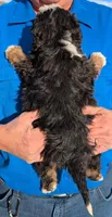 Mini Zeke, a male Miniature Bernedoodle for sale in Menomonee Falls, WI – Photo 3 of 3
