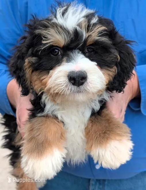Mini Zeke – Miniature Bernedoodle puppy for sale in Menomonee Falls, WI