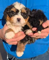 Mini Zeke, a male Miniature Bernedoodle for sale in Menomonee Falls, WI – Photo 2 of 3