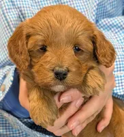 Teacup mini Valentino, a male Miniature Goldendoodle for sale in Menomonee Falls, WI – 1 of 3