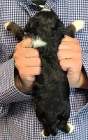 Mini Zeke, a male Miniature Bernedoodle for sale in Menomonee Falls, WI – 3 of 3