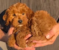 Mini Maxum, a male Miniature Goldendoodle for sale in Menomonee Falls, WI – 2 of 3