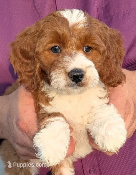 Mini Memphis – Miniature Goldendoodle puppy for sale in Menomonee Falls, WI