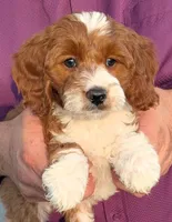 Mini Memphis, a female Miniature Goldendoodle for sale in Menomonee Falls, WI – 1 of 3