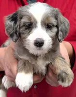 Petite mini Ingah, a female Miniature Bernedoodle for sale in Menomonee Falls, WI – Photo 2 of 3