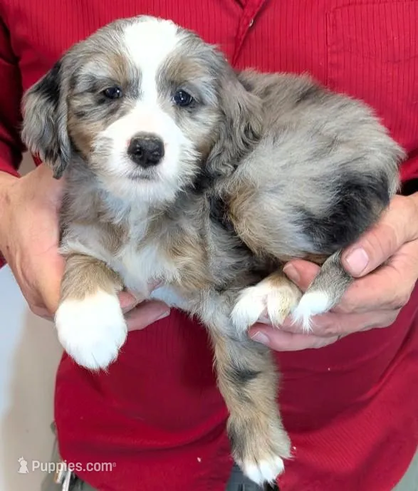 Petite mini Ingah – Miniature Bernedoodle puppy for sale in Menomonee Falls, WI
