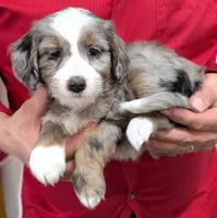 Petite mini Ingah, a female Miniature Bernedoodle for sale in Menomonee Falls, WI – Photo 1 of 3