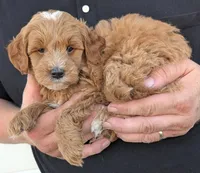 Petite mini Dutch, a male Miniature Goldendoodle for sale in Menomonee Falls, WI – 3 of 3