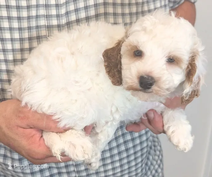 Petite mini Ruffy – Miniature Goldendoodle puppy for sale in Menomonee Falls, WI