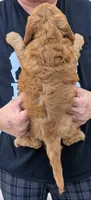 Mini Malarkey , a male Miniature Goldendoodle for sale in Menomonee Falls, WI – 3 of 3