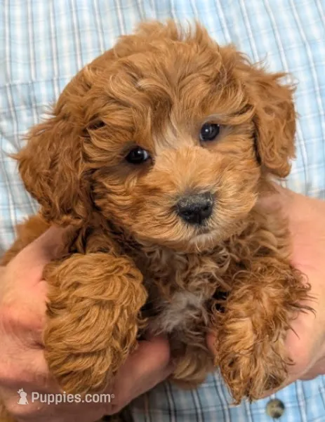 Petite mini Ramsey – Miniature Goldendoodle puppy for sale in Menomonee Falls, WI