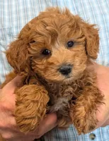 Petite mini Ramsey, a male Miniature Goldendoodle for sale in Menomonee Falls, WI – 1 of 3