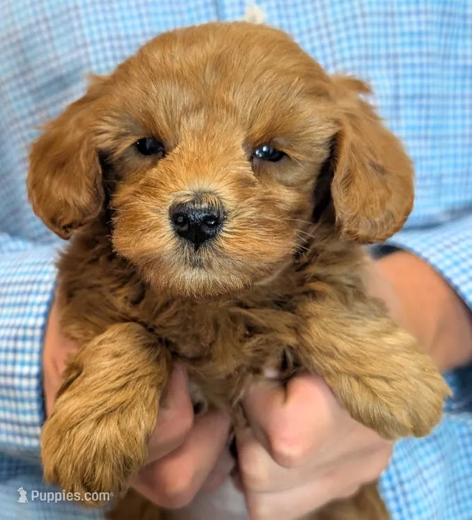 Petite mini Tommy – Miniature Goldendoodle puppy for sale in Menomonee Falls, WI