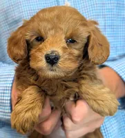 Petite mini Ramsey, a male Miniature Goldendoodle for sale in Menomonee Falls, WI – 2 of 3