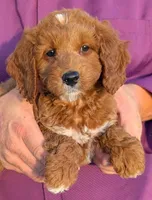 Mini Meadow, a female Miniature Goldendoodle for sale in Menomonee Falls, WI – 1 of 3