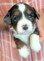 Mini Zelda, a female Miniature Bernedoodle for sale in Menomonee Falls, WI – 2 of 3